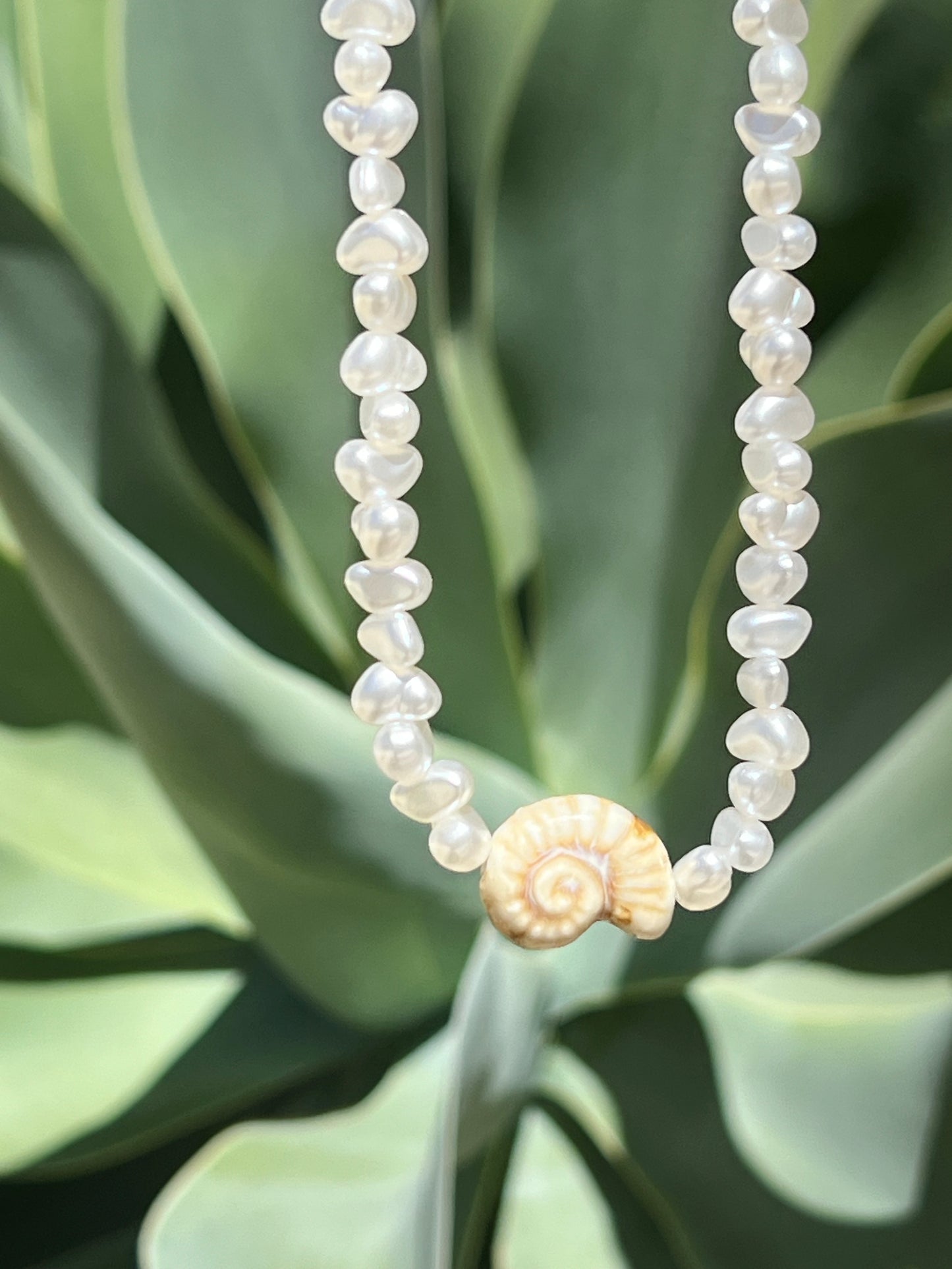 Shell
